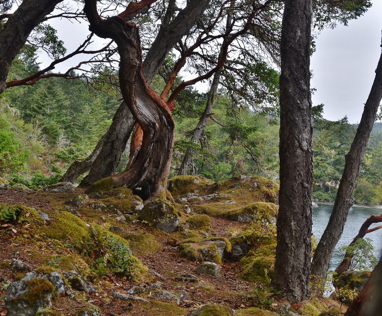 Creyke Trail, East Sooke Regional Park